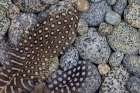 USA, Washington State, Seabeck. Guinea fowl feathers on smooth beach rocks. Art Print